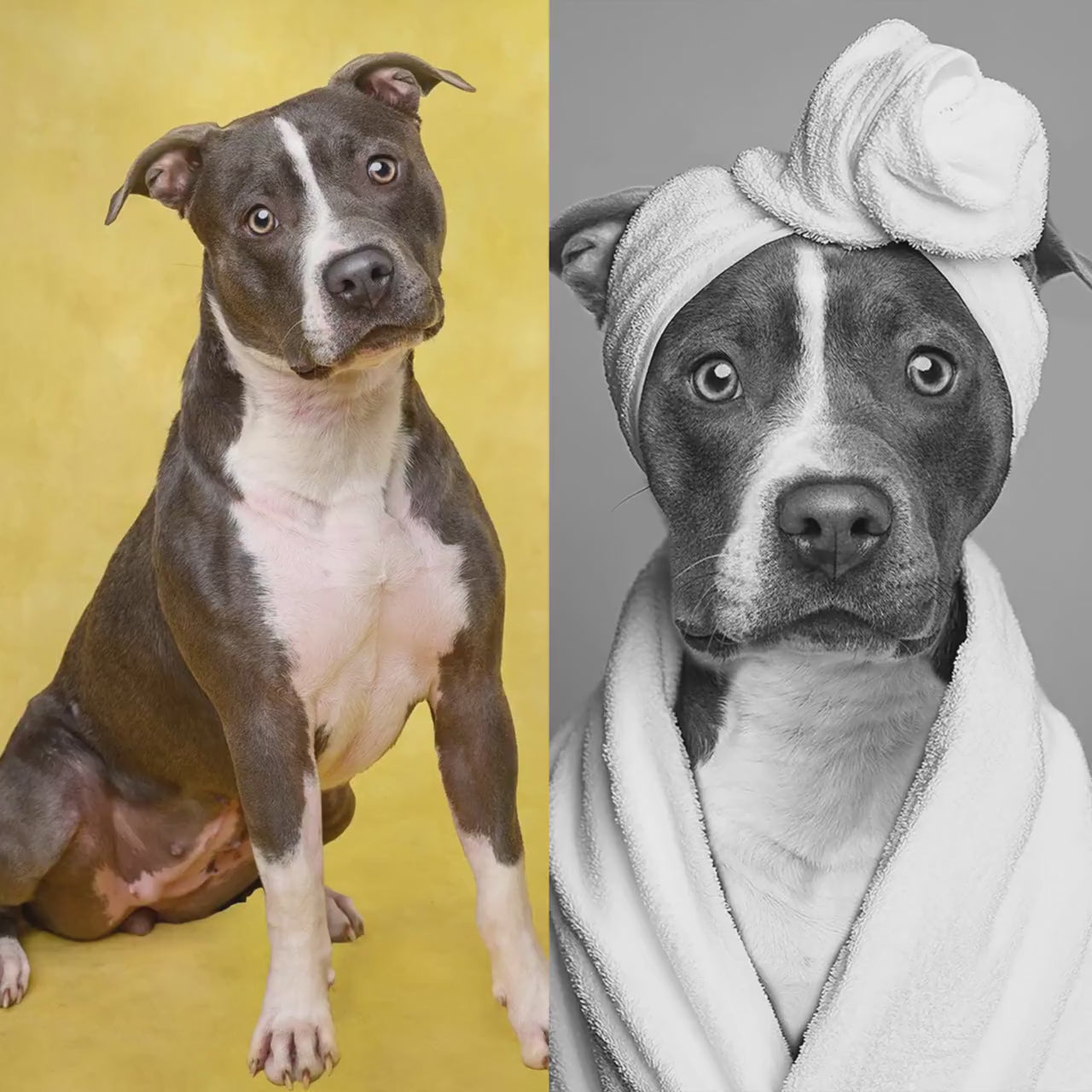 Funny Dog Bathroom Wall Art – 4 Printable Pet Bath Illustrations Set | Digital Download